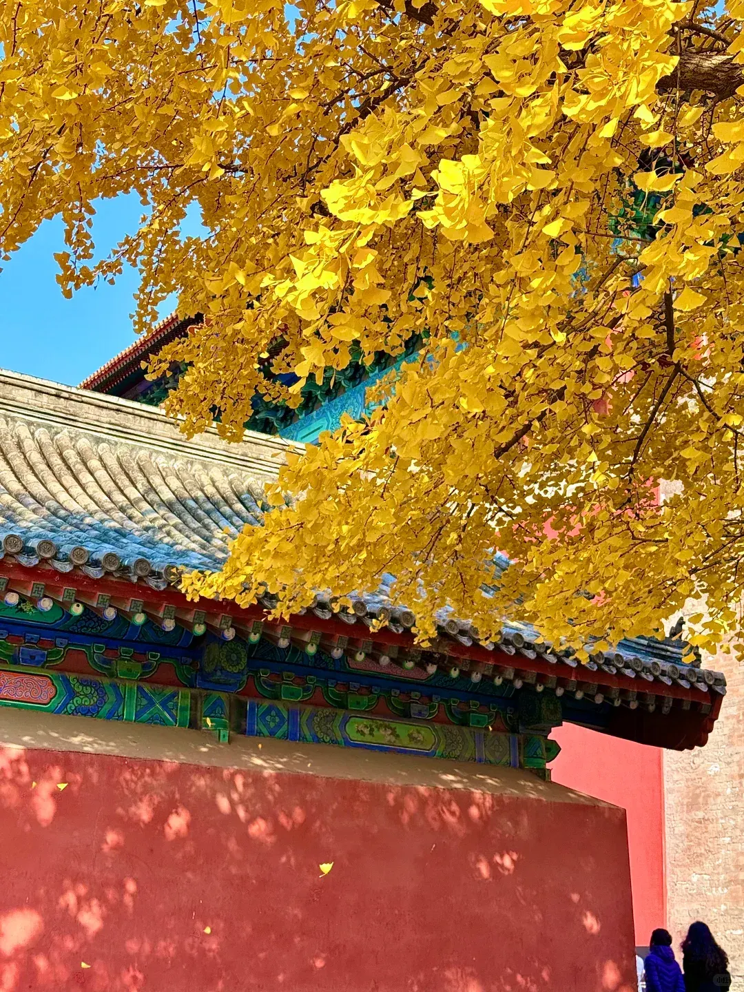 Golden ginkgo leaves across Beijing in autumn