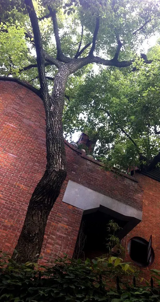 Wukang Road plane-tree leaves in autumn, Shanghai