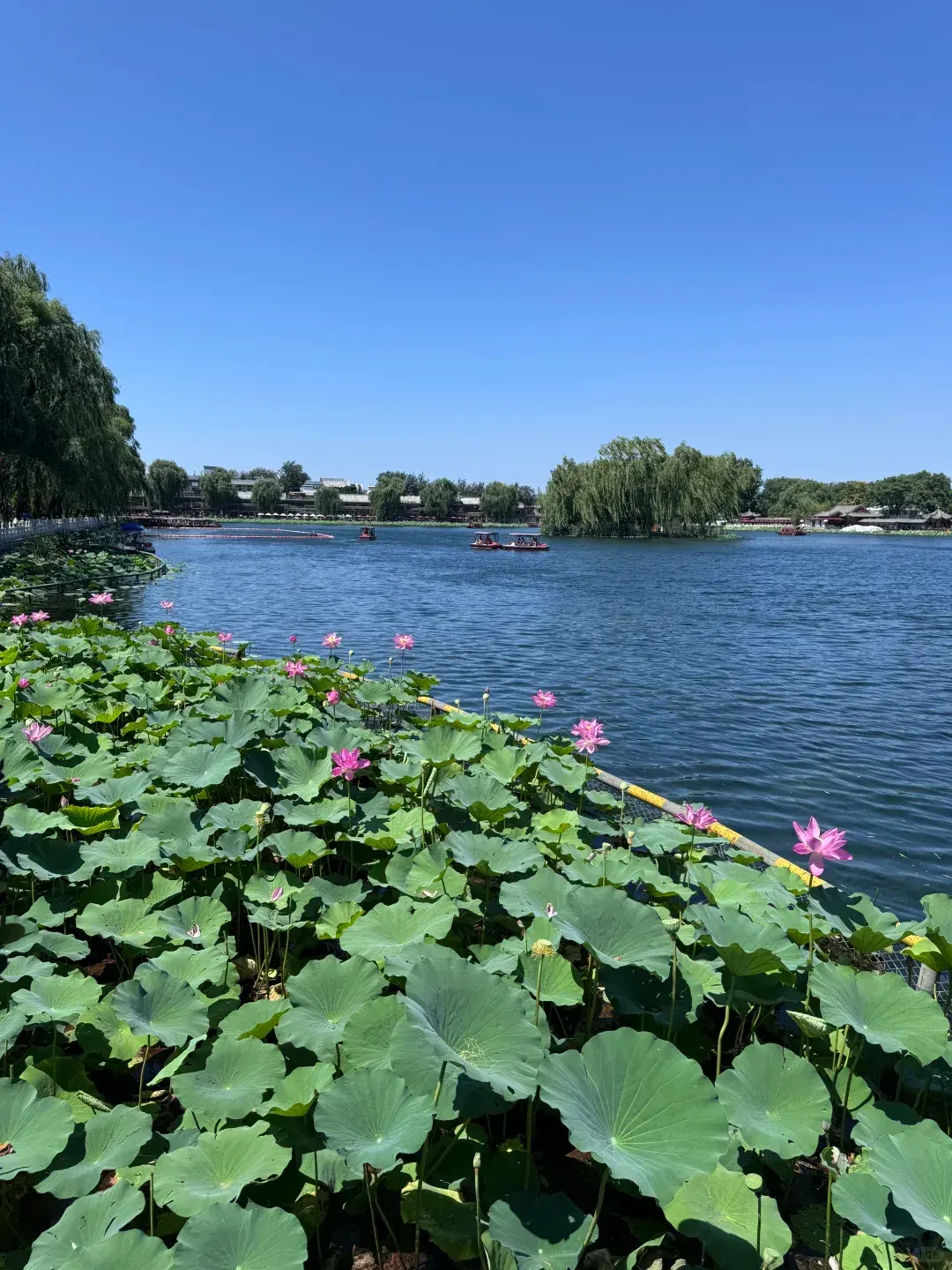 Lotus flowers in full bloom at Shichahai, Beijing summer